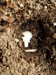 Plant garlic cloves 2 inches deep with blunt end down. J. Alosi