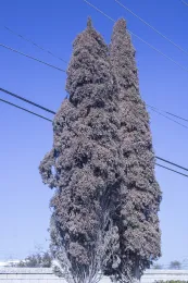 New aphid pest of Cupressus sempervirens © 2025 DR Hodel-4668.jpg