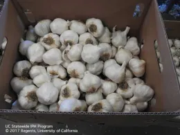 Box of garlic bulbs.