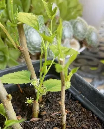 small mulberry tree seedlings