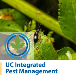 UC Central Sierra Integrated Pest Management Thumbnail with a bug on a plant.