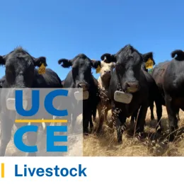 Central Sierra Livestock Thumbnail of a group of cows.