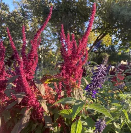 Beautiful majenta blossoms on Amaranth.