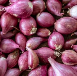 Expert garden tips on how to grow shallots in Sonoma County