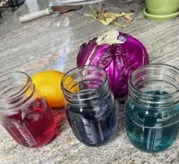The pigments in red cabbage are red under acidic conditions, purple under near neutral conditions, and blue under alkaline conditions