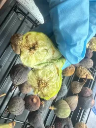Black Fig Fly infected fruit