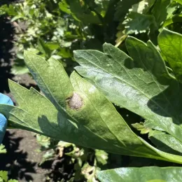Small, black round structures in the center of the celery late blight lesion.