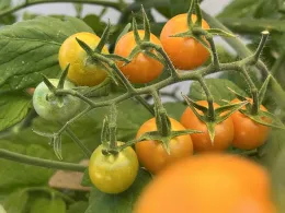 Sun Gold Tomatoes