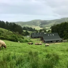 Sheep grazing in a field at Elkus Ranch.
