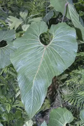 Anthurium viridifructum © 2025 DR Hodel-3646.jpg