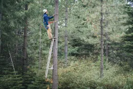 Forester climbing tree to trim