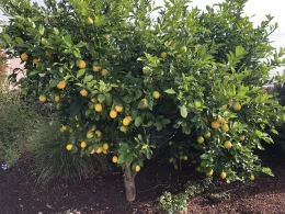 Meyer Lemon Tree