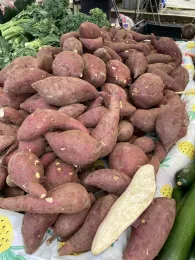 A pile of red-skinned sweetpotatoes with one split open to show the white flesh