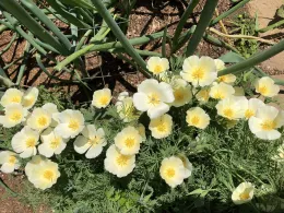California Poppies “White Linen.”