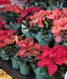 Several varieties of poisettia