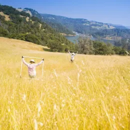 Staff researcher in a field at Sierra Foothill Research and Extension Center