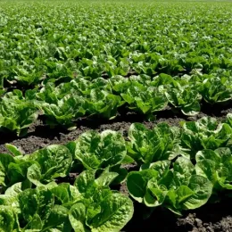 Green crops in a field at West Side Research and Extension Center.