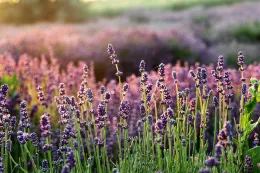 Field of lavendar