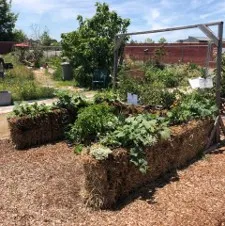 Straw Bale Gardening