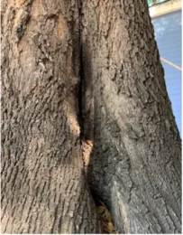 Ash tree with 'rams head' configuration wound