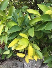 Chlorosis of citrus leaves. Photo by Elaine Kelly Applebaum.