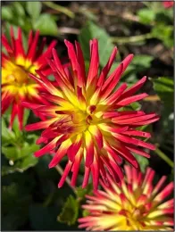 Dahlia with red to yellow petals.