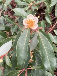 Peach flower and relaxing leaves of a rhododendrum.