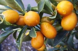 Nagami Kumquat on the tree