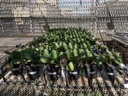 Lettuce plants growing in individual pots arranged on a metal mesh table inside a lath house, under filtered sunlight. Clear plastic cups with labeled samples are placed in front, indicating a controlled experimental setup for plant growth studies.