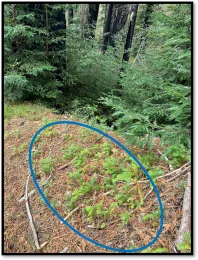 Two types of regeneration following the Soberanes Fire of 2018. In the background, you can see asexual regeneration, or basal sprouts, at the base of mature redwood trees. In the foreground is a carpet of coast redwood seedlings (circled in blue), which originated from seed, in this case on a disturbed roadside. Seedlings grow much slower than sprouts and sometimes do not establish for some time following a fire event.