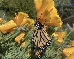 monarch butterfly on california poppy