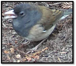 A dark eyed junco consumes coast redwood seeds on a disturbed soil patch on the forest floor.