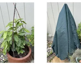 A coffee tree with a green cloth covering the plant for frost protection