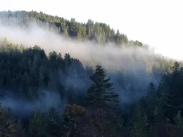 Foggy forest landscape