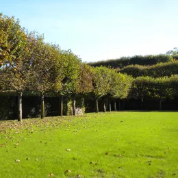 Green lawn, row of trees, shrubs in distance
