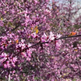 Branches with small pink flowers