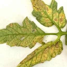 Plant clinic online