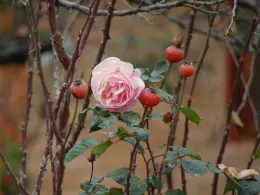 rose in winter