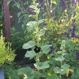 Black hollyhock bloom on tall stalk