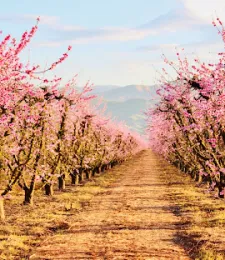 Fresno Blossom Trail