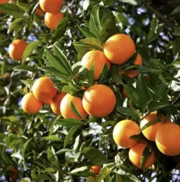 Choosing Fruit Trees for a Changing Climate 
