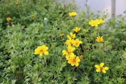 Tagetes Lemonii (Mexican Bush Marigold)