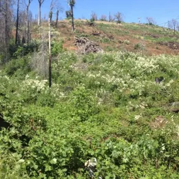 Shrub growth in a forest after a high severity wildfire.