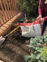 Adding a bag of compost to the garden bed