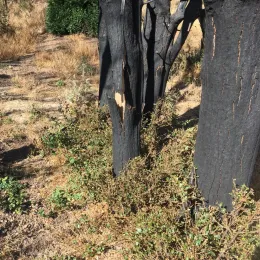 Oak sprouts at the base of a burned oak tree.
