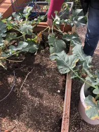 Pulling old plants out of the beds