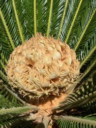 sago palm cone in center of the plant