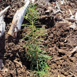 A seedling in the ground.