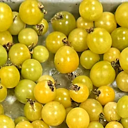 A large group of golden green cherry tomatoes