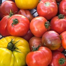 Assortment of tomatoes